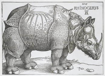 Neushoorn Rhinocerus (cím a tárgyon)