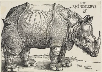 Rhinocerus (Az orrszarvú)