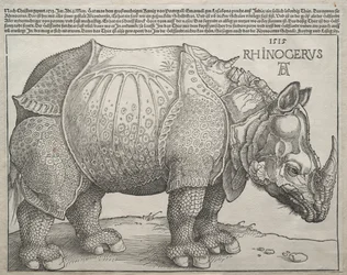 Az orrszarvú, 1515