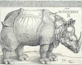 Az orrszarvú, 1515., 1515.