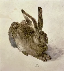 Fiatal Hare