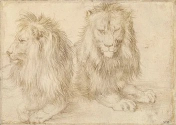 Két ülő oroszlán – Albrecht Durer (1471-1528) rajza