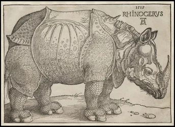 Az orrszarvú, 1515