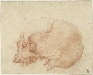Egy koponya tanulmányozása