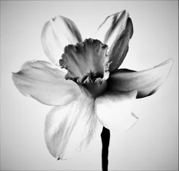 Gyógynövény, 2019 (fotó)