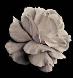 élő geometria, 2019, (fényképezés)
