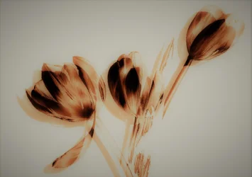 tulipán, 2019,(vegyes technika)