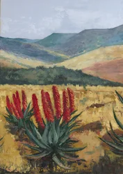 Vörös aloe domboldal
