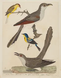 Karolinai kakukk, fekete csőrű kakukk, kék-sárga hátú erdei poszáta és sárga..., kiadva 1808-1814.