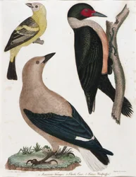 Louisiana Tanager, Clark varjú, Lewis fakopáncs