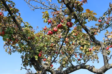 rote Früchte