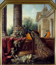 Csendélet pávával Papagáj, majom és szőlőfürtök. Francois Desportes (1661-1743) festménye 18. század V. 2,05x1,8 m Lyon, Musee des Beaux Arts