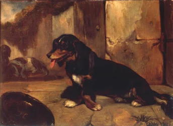 Basset hound