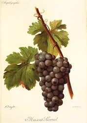 Muscat Lierval szőlő, A. Kreyder
