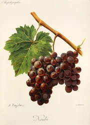 Noubi szőlő, A. Kreyder