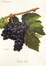 Tinto Cao szőlő, A. Kreyder