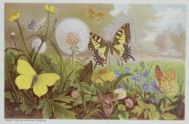 Pillangók, illusztráció egy magyar természetrajzi könyvből, 1900 körül