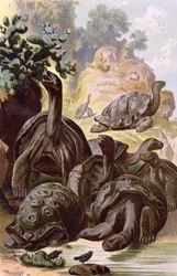 Óriásteknősök a Galápagos-szigetekről, egy természetrajzi könyvből, 1887