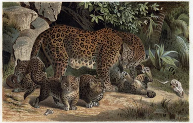 Panthere és fiókái - Panthera, a „Brehm
