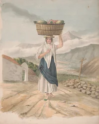 Port Orotava nősténye