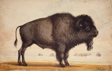 Scenting the Breeze, 1837 körül (akvarell, papír)