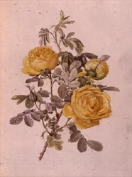 Rosa Genus, 10. szám, 755, 1910 körül