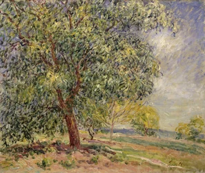 diófa Sablonsban tavasszal; Diófák Les Sablonsban, 1885 tavasza