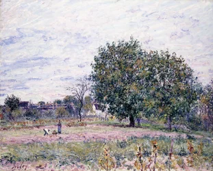 Diófák, a lenyugvó nap hatása – 1882. október első napja