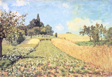 Búzamező (olaj, vászon)