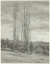 Nyárfák – George-tó
