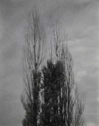 Nyárfák – Lake George