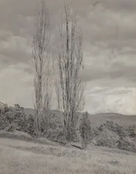 Nyárfák - George-tó
