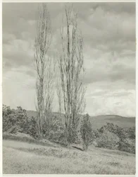 Nyárfák – George-tó, 1935.