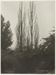 Nyárfák – George-tó
