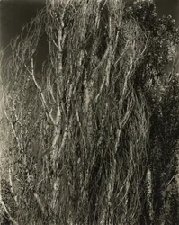 Nyárfák – George-tó