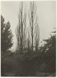 Nyárfák – George-tó, 1935.