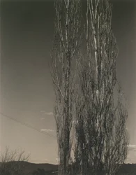 A két nyárfa, George-tó