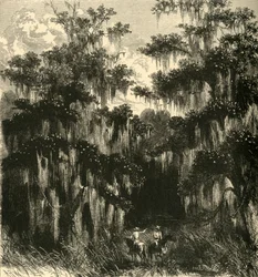 „Magnolia mocsár”, 1872.
