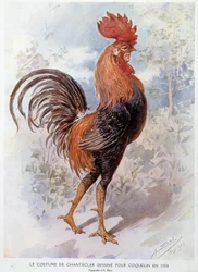 Chantecler kakas jelmeze, amelyet Constant Poppy számára terveztek 1908-ban, Edmond Rostand versében