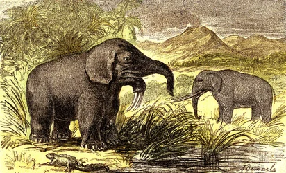 Őstörténet-miocén időszak: Jobbról balra: a Dinotherum és a Mastodonte. Természetes teremtés és élőlények. A. Demarle rajza. 1885