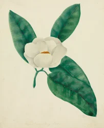 Magnólia (akvarell)