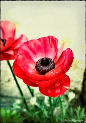 Red Anemone, 2013, (digitális vegyes technika phoneography)