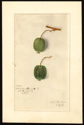 Actinidia deliciosa (Kiwi) (akvarell, papír)