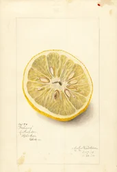 Ichang narancs (Citrus sinensis) (akvarell)