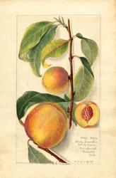 Őszibarack (Prunus persica) (akvarell)