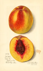 Őszibarack ( Prunus persica: J.H. Hale) (akvarell)