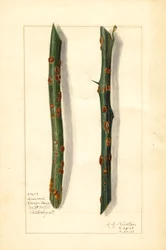 Két beteg narancsfa ága (Citrus sinensis) (akvarell)