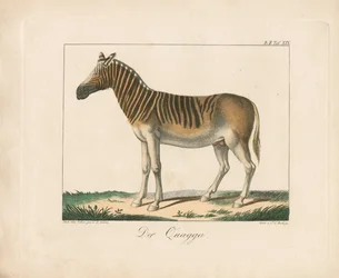 A Quagga (kézzel színezett litográfia)
