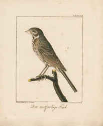 Yellowhammer (kézzel színezett rézmetszet)