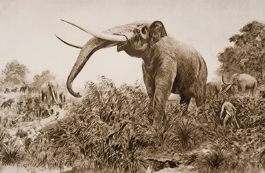 A chathami elefánt, illusztráció H. G. Wells „A történelem körvonalai” című művének I. kötetéből, megjelent 1920-ban